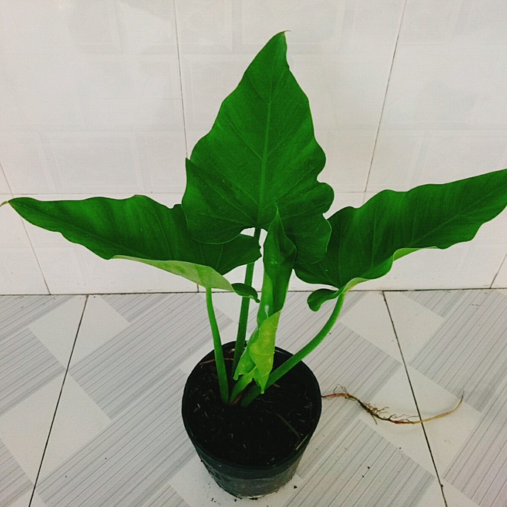 Cây Trầu Bà Subin - Philodendron Subincisum - cây cảnh trong nhà tạo ...