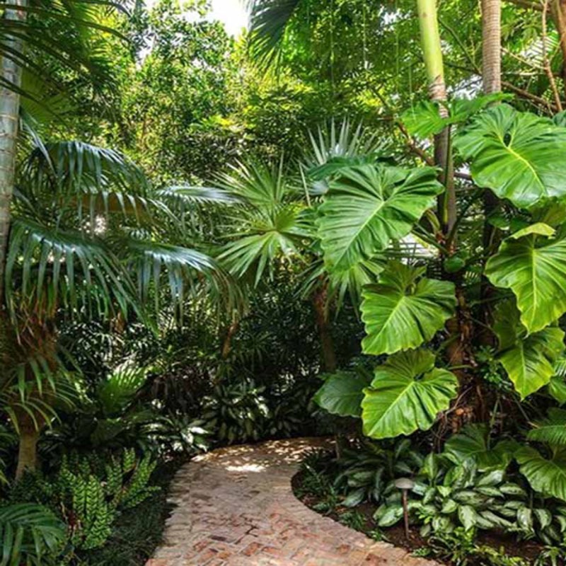 Cây Trầu Bà Subin - Philodendron Subincisum - cây cảnh trong nhà tạo ...