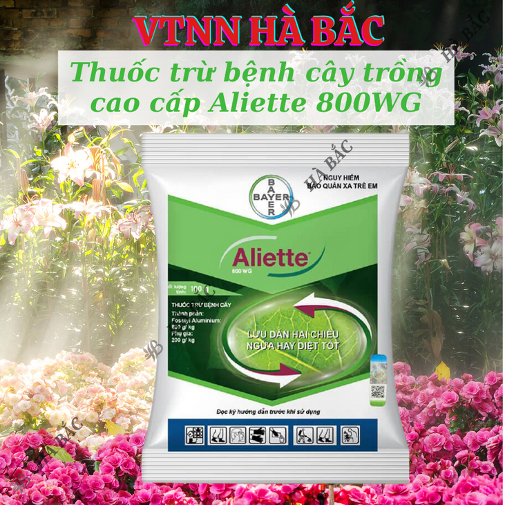 Thuốc xử lí nấm Aliette 800WG (100gr), Chế phẩm trừ nấm bệnh cao cấp, lưu dẫn 2 chiều, ngừa bệnh tốt cho cây trồng