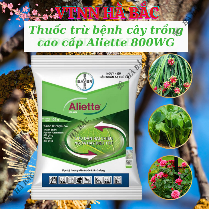 Thuốc xử lí nấm Aliette 800WG (100gr), Chế phẩm trừ nấm bệnh cao cấp, lưu dẫn 2 chiều, ngừa bệnh tốt cho cây trồng