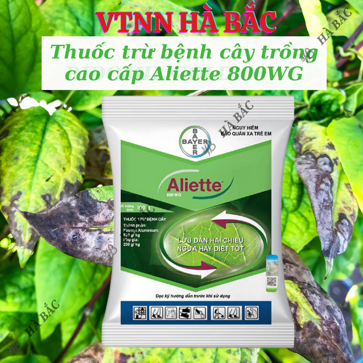 Thuốc xử lí nấm Aliette 800WG (100gr), Chế phẩm trừ nấm bệnh cao cấp, lưu dẫn 2 chiều, ngừa bệnh tốt cho cây trồng