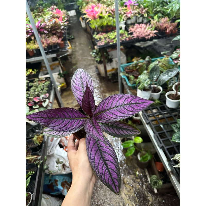 Chậu cứng persian shield - gấm phụng hoàng
