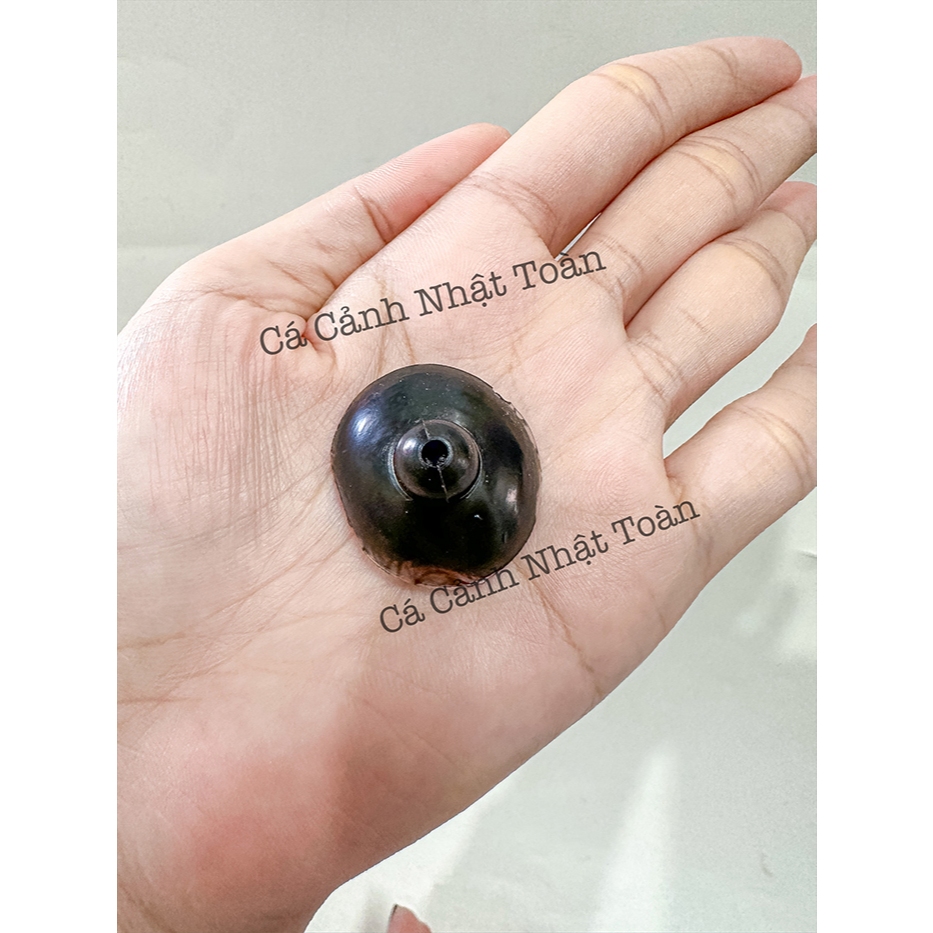 NÚM HÍT ĐẾ MÁY BƠM LỌC, BƠM NƯỚC BỂ CÁ CẢNH (1 NÚM)