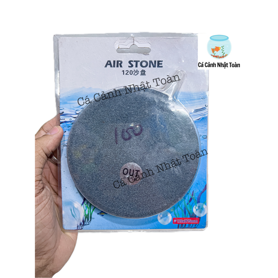 SỦI DĨA OXY BỂ CÁ CẢNH 4CM 6CM 8CM