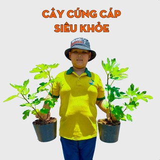 Cây Sung Mỹ Quả Đỏ THIỆN FARM 50cm, quả lớn thịt mềm nhiều mật ngọt sánh, sung mỹ Brown Turkey
