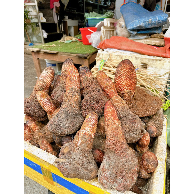 Nấm tích dương rừng Lai Châu(tươi-khô)-Hàng chọn lên bình cực đẹp 1kg