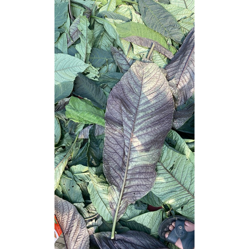 lá khôi nhung tía  khô đóng gói 1kg hỗ trợ dạ dày, đại tràng: