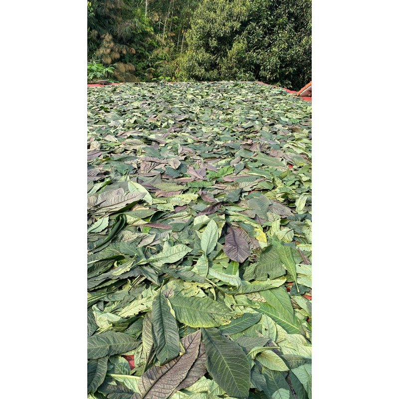 lá khôi nhung tía  khô đóng gói 1kg hỗ trợ dạ dày, đại tràng: