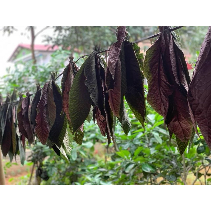 lá khôi nhung tía  khô đóng gói 1kg hỗ trợ dạ dày, đại tràng: