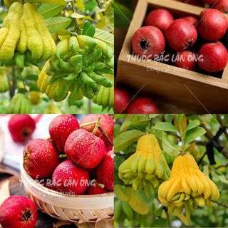 Sơn tra, phật thủ, combo giảm mỡ hiệu quả, set trà lá nam 10 vị tự chọn - Lãn Ông