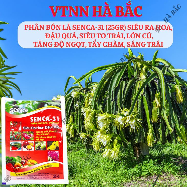Phân bón lá SENCA-31 Kali Sulphat (25gram) siêu ra hoa, đậu quả, siêu to trái, lớn củ, tăng độ ngọt
