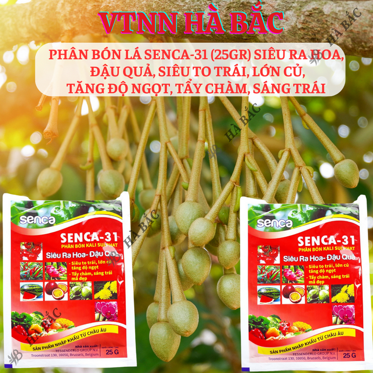 Phân bón lá SENCA-31 Kali Sulphat (25gram) siêu ra hoa, đậu quả, siêu to trái, lớn củ, tăng độ ngọt