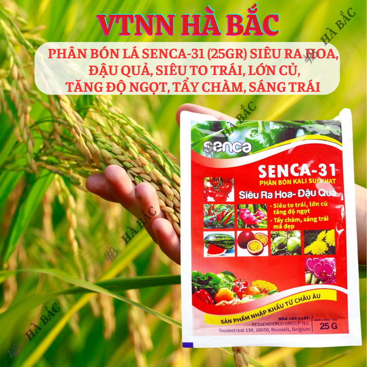 Phân bón lá SENCA-31 Kali Sulphat (25gram) siêu ra hoa, đậu quả, siêu to trái, lớn củ, tăng độ ngọt