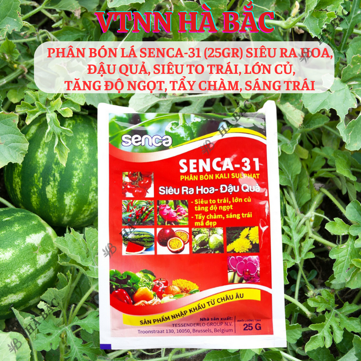 Phân bón lá SENCA-31 Kali Sulphat (25gram) siêu ra hoa, đậu quả, siêu to trái, lớn củ, tăng độ ngọt