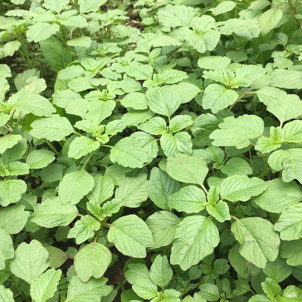 Hạt giống rau dền xanh lá tròn (lá hến) (10g~7000 hạt) QUANG NĂM dễ chăm sóc, sinh trưởng khỏe - Hạt giống CANH NÔNG