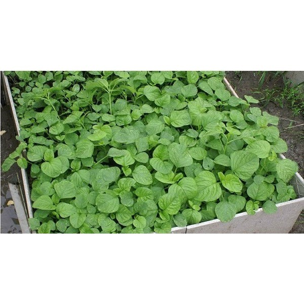 Hạt giống rau dền xanh lá tròn (lá hến) (10g~7000 hạt) QUANG NĂM dễ chăm sóc, sinh trưởng khỏe - Hạt giống CANH NÔNG