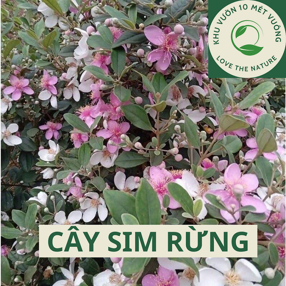 Cây ăn Trái: Cây sim rừng - sim ăn trái( Sim Tím) - Cây ổn định bầu rễ ...