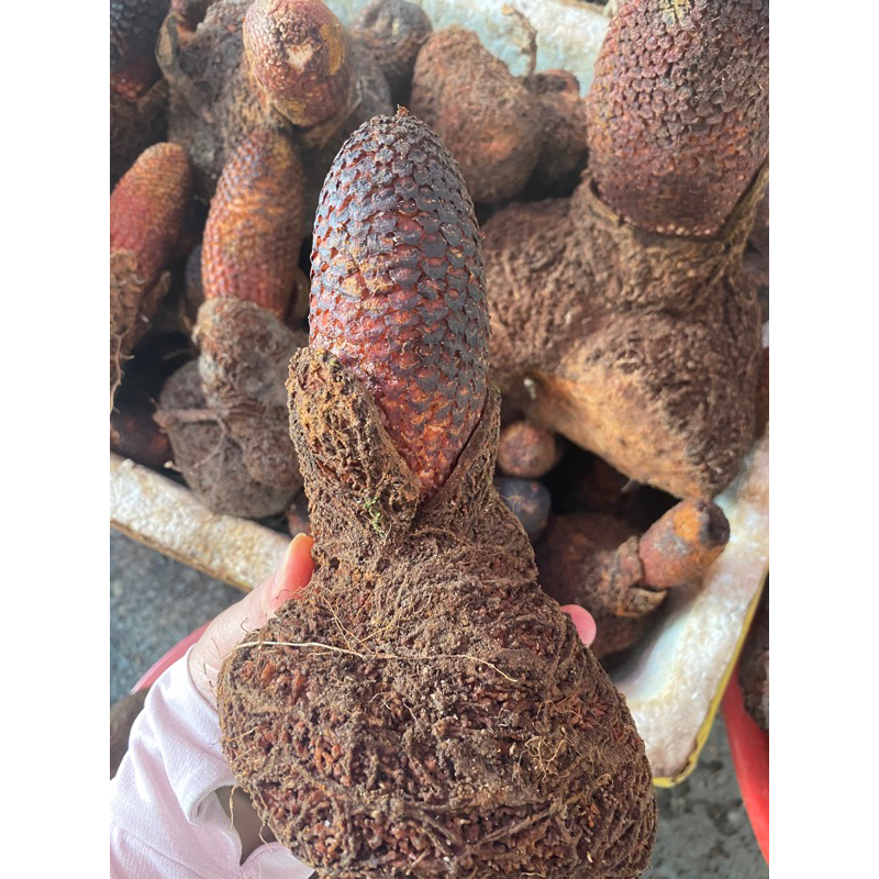 Nấm tích dương rừng Lai Châu(tươi-khô)-Hàng chọn lên bình cực đẹp 1kg