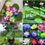 Hạt Giống Hoa Sen Mini Nhật Bản - Đủ Màu Siêu dễ trồng - Đảm bảo nảy mầm 99%