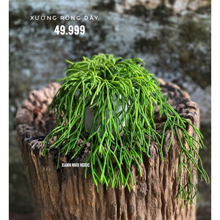 Chậu treo các loại Xương rồng dây - Rhipsalis - decor bàn làm việc, ban công - |Vườn Như Ngọc| - Vận chuyển hoả tốc