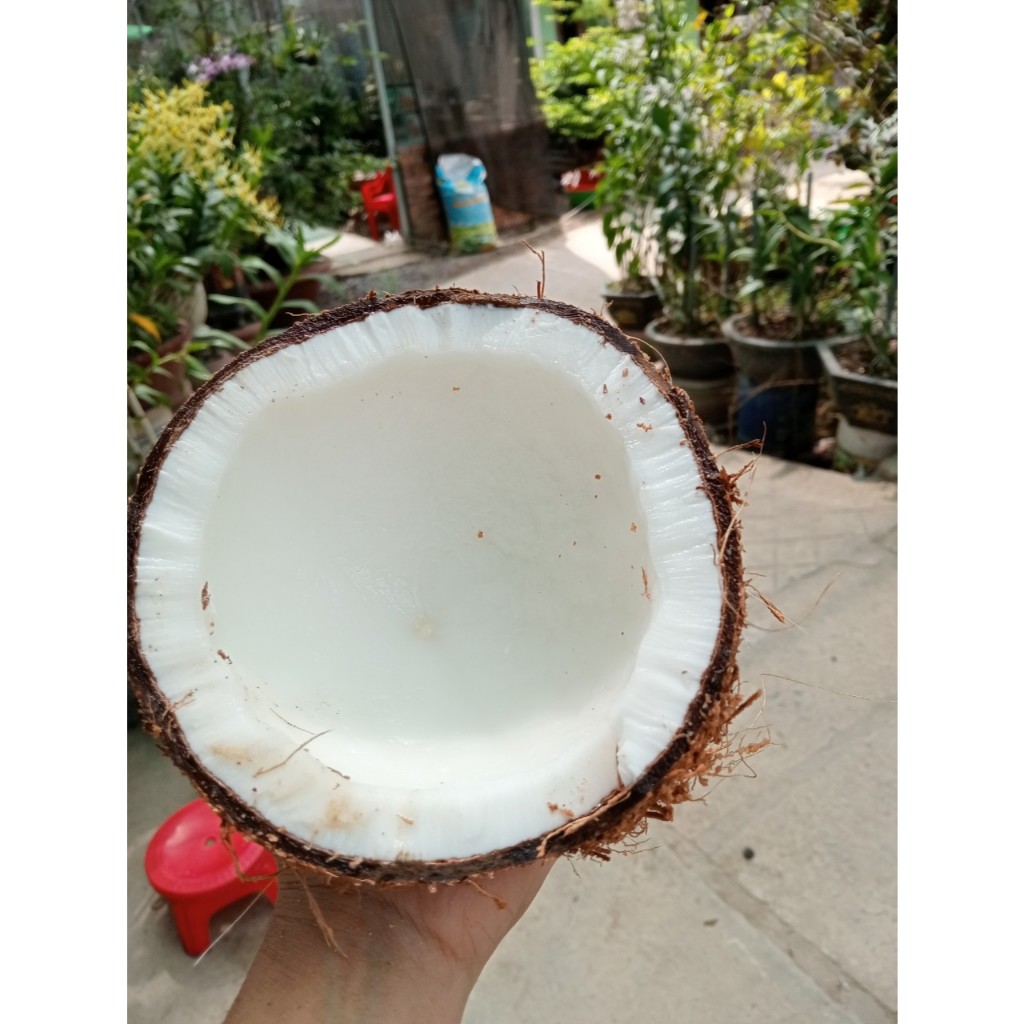 2 Trái  Dừa khô Bến Tre nhà trồng