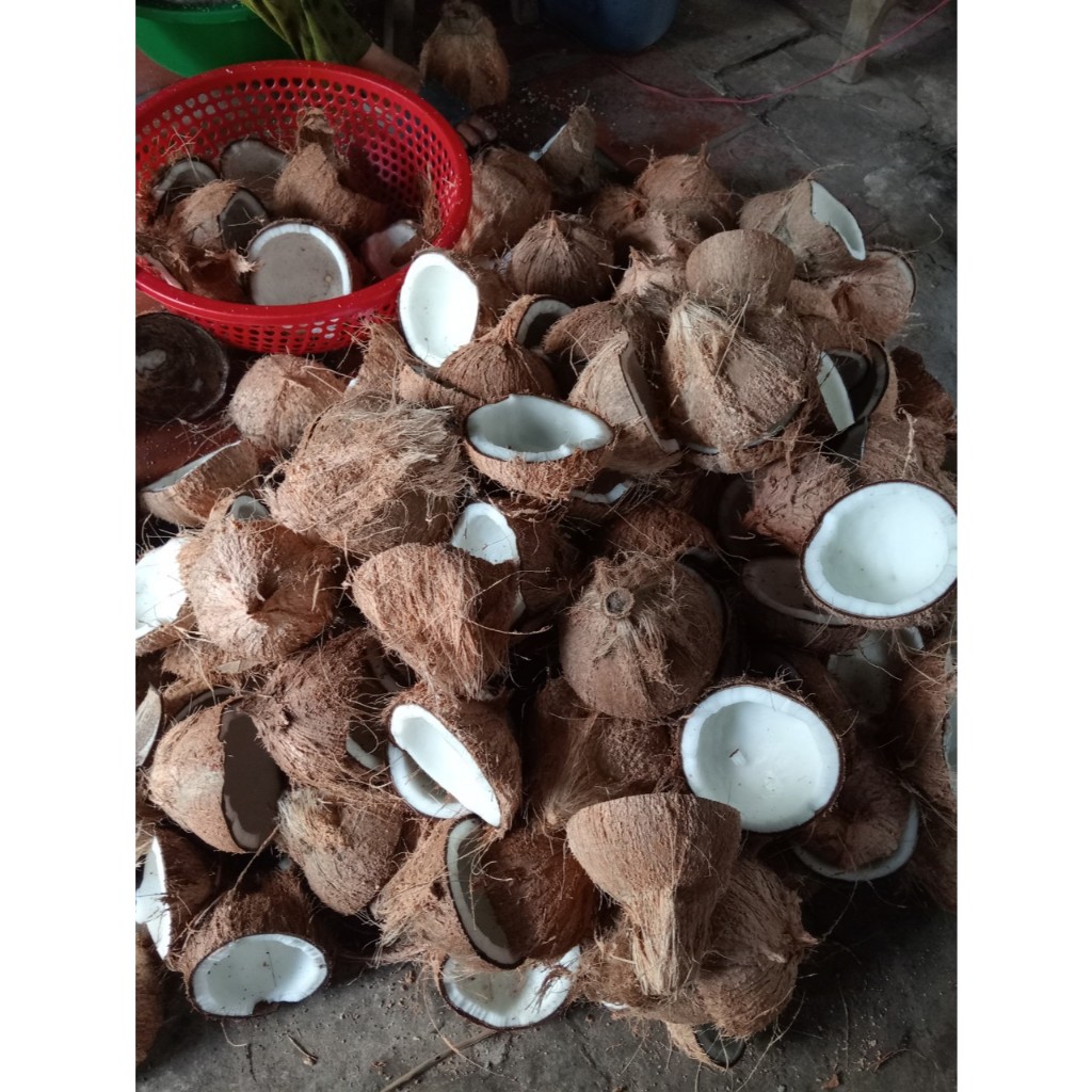 2 Trái  Dừa khô Bến Tre nhà trồng