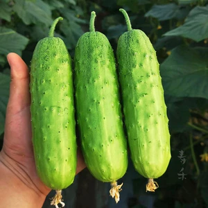 Hạt giống dưa chuột nếp, độ thuần:>99%, tỷ lệ nảy mầm:>90%, xuất xứ: Việt Nam