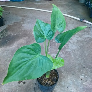 Môn tai phật - cây đuổi muỗi