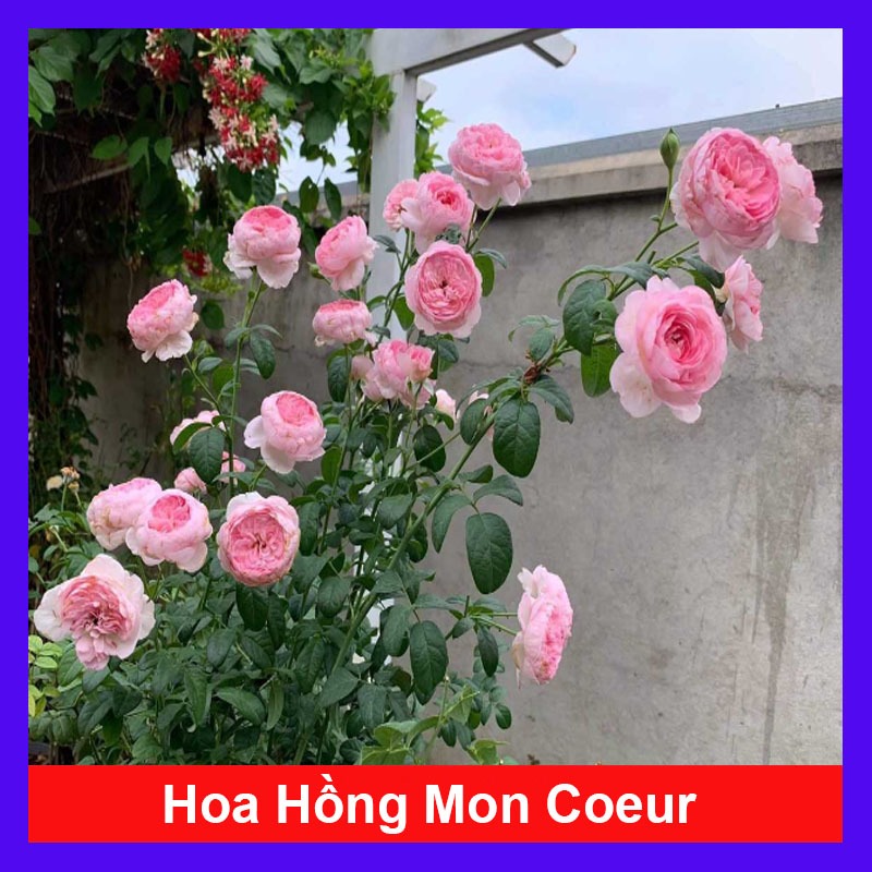 Hồng leo Mon Couer - [CÂY CHỈ GIAO MIỀN NAM] dáng hoa đẹp dịu dàng, dễ chăm sóc