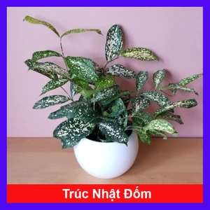 Cây trúc nhật đốm - cây cảnh để bàn trang trí phòng khách