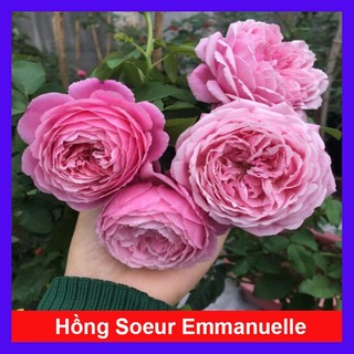 Hồng leo Soeur Emmanuelle - [CÂY CHỈ GIAO MIỀN NAM] cây hương thơm ngào ngạt mùi hoa oải hương