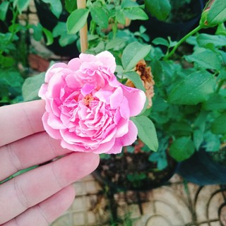 Hồng leo Soeur Emmanuelle - [CÂY CHỈ GIAO MIỀN NAM] cây hương thơm ngào ngạt mùi hoa oải hương