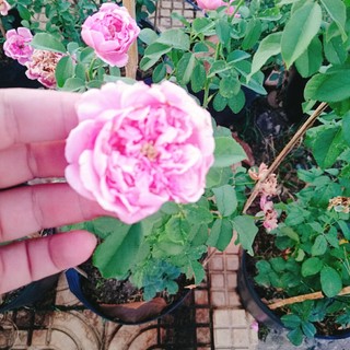 Hồng leo Soeur Emmanuelle - [CÂY CHỈ GIAO MIỀN NAM] cây hương thơm ngào ngạt mùi hoa oải hương