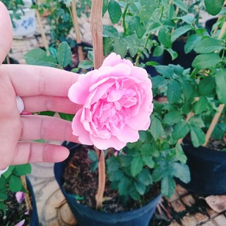 Hồng leo Soeur Emmanuelle - [CÂY CHỈ GIAO MIỀN NAM] cây hương thơm ngào ngạt mùi hoa oải hương