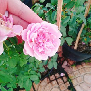Hồng leo Soeur Emmanuelle - [CÂY CHỈ GIAO MIỀN NAM] cây hương thơm ngào ngạt mùi hoa oải hương