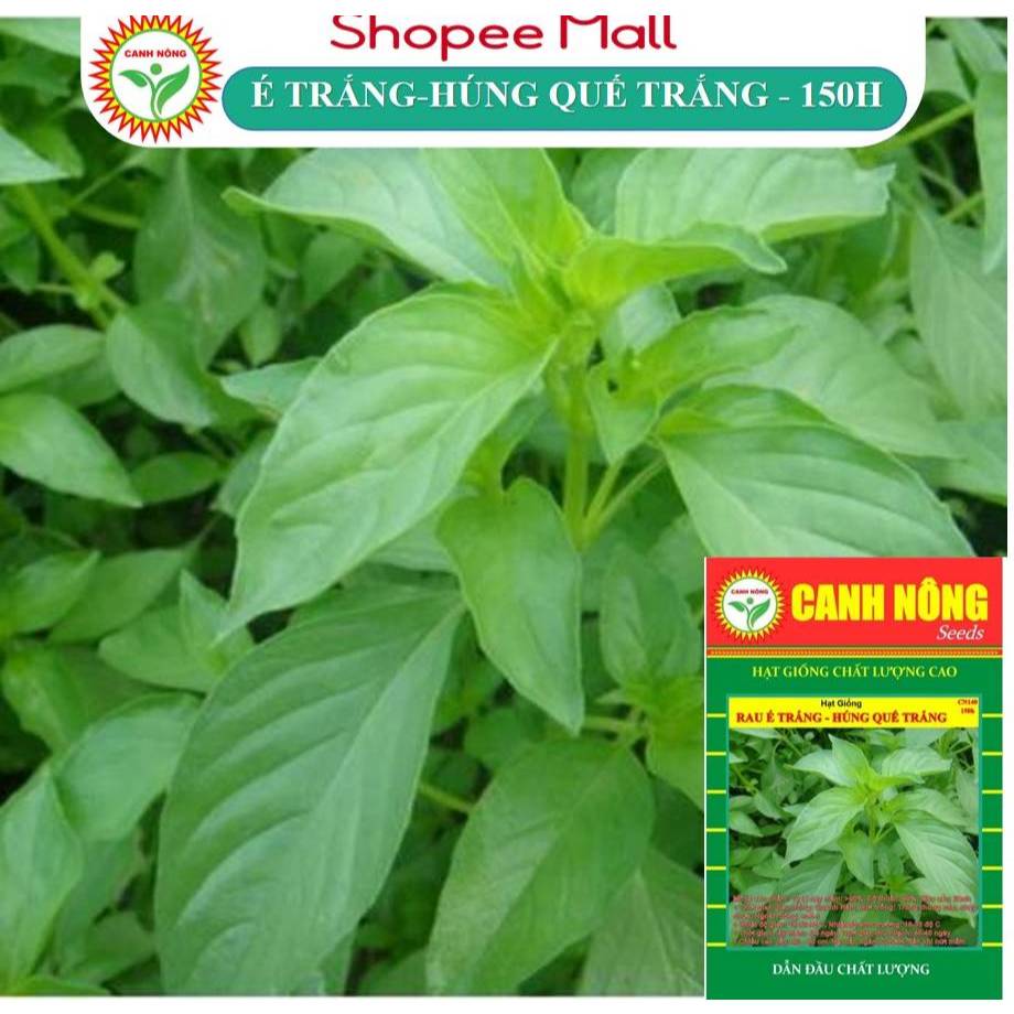 Hạt giống Rau Thơm Sả (É Trắng, Húng Trắng) (2g~1000 hạt) sinh trưởng khỏe, trồng quanh năm - Hạt giống CANH NÔNG