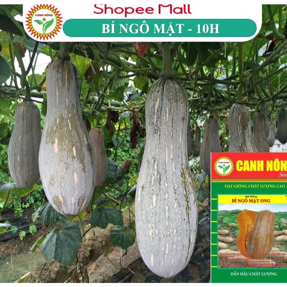 Hạt giống Bí Đỏ Mật (Bí Mật Ong) (1g~10 hạt) - Bí Đỏ Hồ Lô thịt nhiều, trồng quanh năm - Hạt giống CANH NÔNG