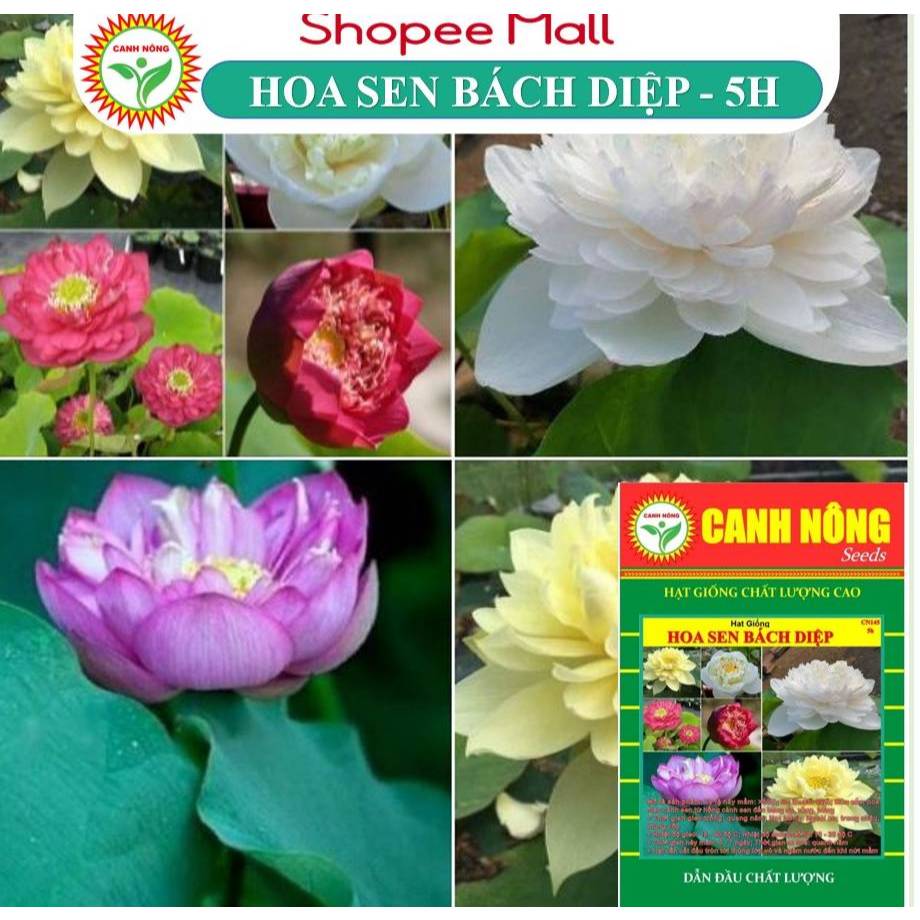 Gói 5 Hạt Sen Bách Diệp Mix Màu Trắng, Hồng, Đỏ Nảy Mầm Tốt Trên 90% - Hạt Giống Canh Nông
