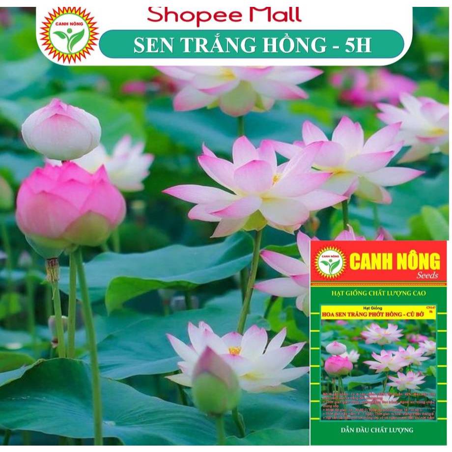 Hạt Giống Hoa Sen Trắng Phớt Hồng Giống Sai Hoa Củ Bở Dễ Ép Chậu Sân Vườn - Hạt Giống CANH NÔNG