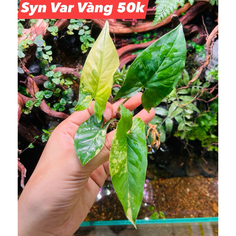 Cây syngo Var vàng trang trí terrarium,bán cạn, tiểu cảnh