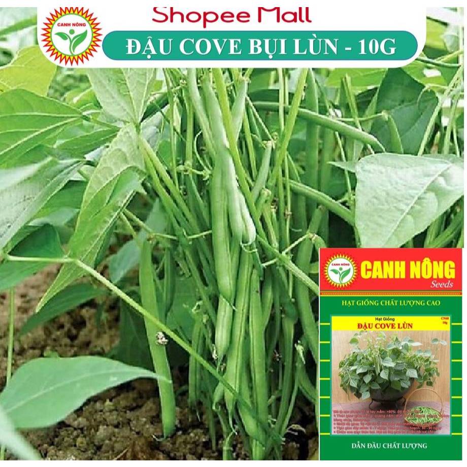 Hạt giống Đậu Cove Bụi Lùn Rado (10g) sinh trưởng khỏe, trồng quanh năm - Hạt giống CANH NÔNG