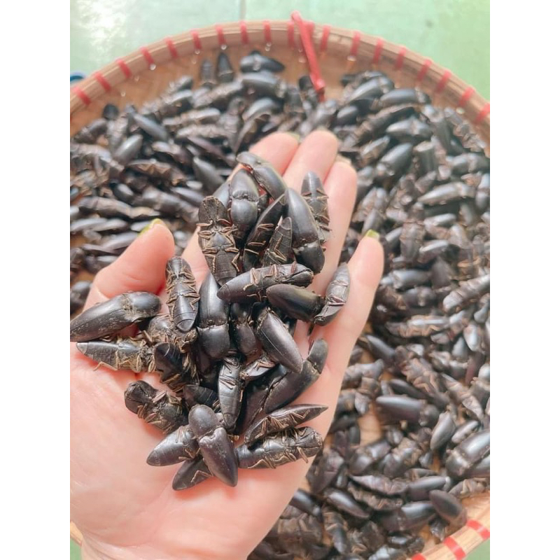 Set 12 vị bổ củi rừng mix đông trùng hạ thảo,đẳng sâm,nhục thung dung, quả trâu cổ(thảo dược tự nhiên an toàn sức khoẻ)