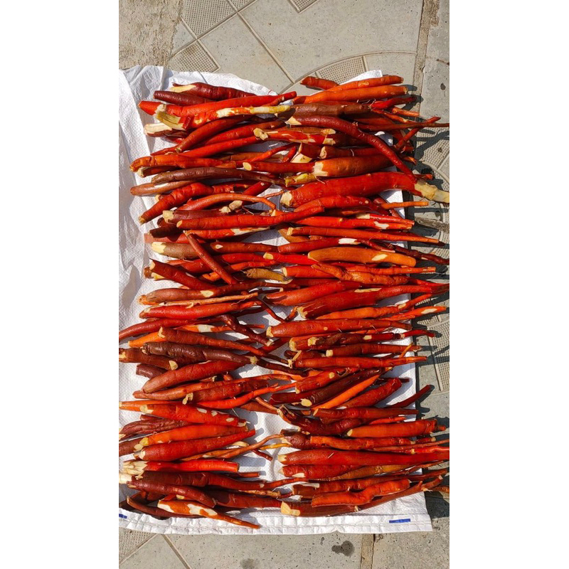 Sâm cau đỏ tươi rừng Tây Bắc – Củ dài đỏ -Già Thơm 1 kg