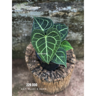 Chậu Cứng Anthurium Clari Hybrid Dark Form  decor nhà cửa- |Vườn Như Ngọc | -  ĐÃ BẬT HOẢ TỐC