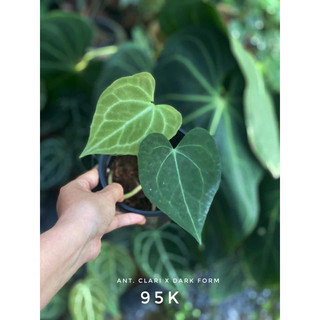 Chậu Cứng Anthurium Clari Hybrid Dark Form  decor nhà cửa- |Vườn Như Ngọc | -  ĐÃ BẬT HOẢ TỐC