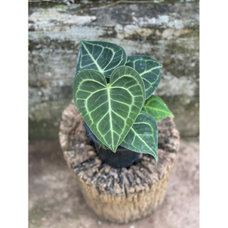 Chậu Cứng Anthurium Clari Hybrid Dark Form  decor nhà cửa- |Vườn Như Ngọc | -  ĐÃ BẬT HOẢ TỐC