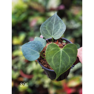 Chậu Cứng Anthurium Clari Hybrid Dark Form  decor nhà cửa- |Vườn Như Ngọc | -  ĐÃ BẬT HOẢ TỐC