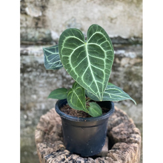 Chậu Cứng Anthurium Clari Hybrid Dark Form  decor nhà cửa- |Vườn Như Ngọc | -  ĐÃ BẬT HOẢ TỐC