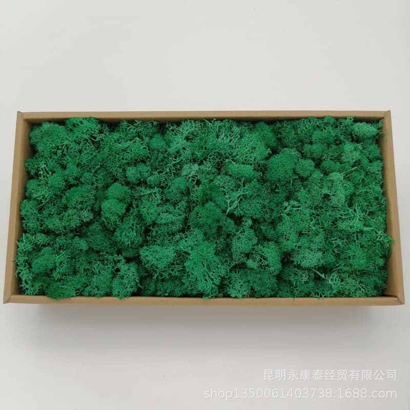 20 gr Rêu tuần lộc làm tranh deco treo tường, bình terrarium khô, sa bàn, Resin, các sản phẩm DIY