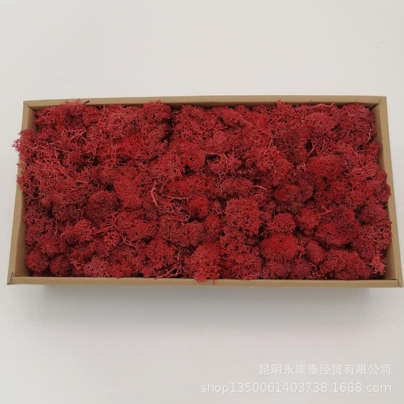 20 gr Rêu tuần lộc làm tranh deco treo tường, bình terrarium khô, sa bàn, Resin, các sản phẩm DIY